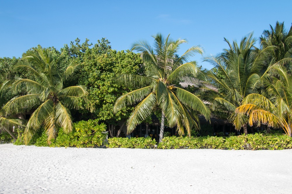 Strand Malediven Palmen Urlaub Reise