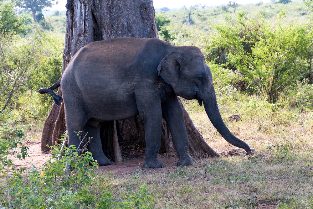 Udawalawe Sri Lanka Elefant Safari