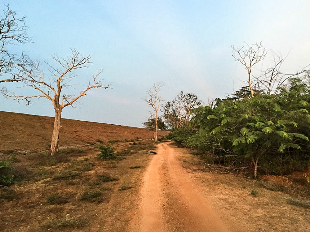 Safari Yala National Park Sri Lanka