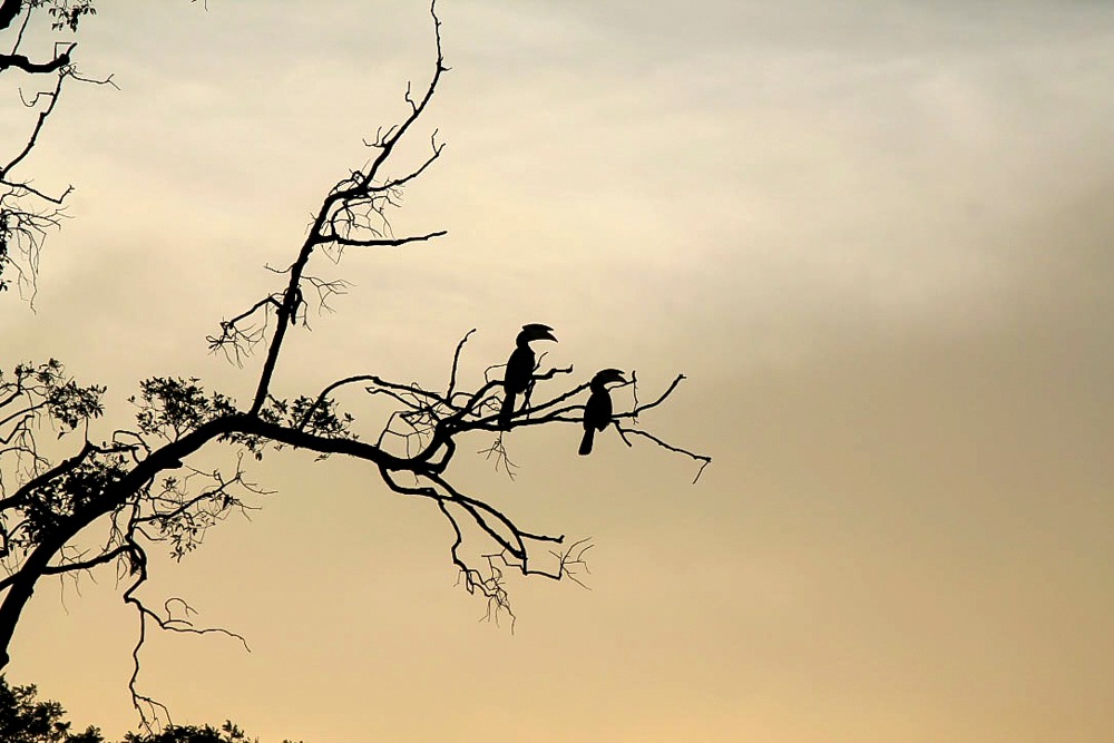 Vögel Yala National Park Sri Lanka