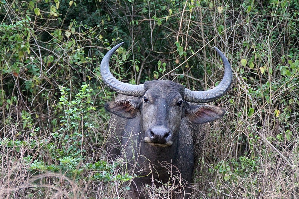 Wasserbüffel Safari Yala National Park Sri Lanka