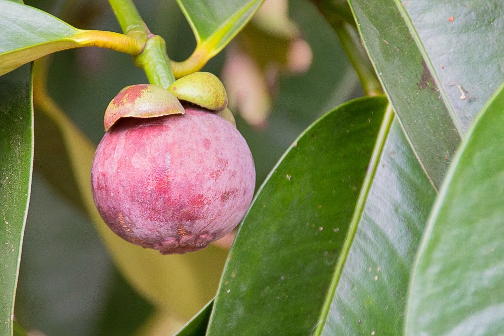 10 Mangostan Mangostin mangosteen Baum Thailand