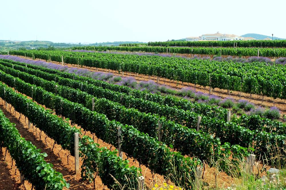 14_Weingut Wein Weinanbau Penglai Shandong China