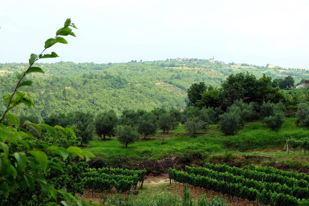 Bild 10 Weinberge Natur Landschaft Istrien Kroatien