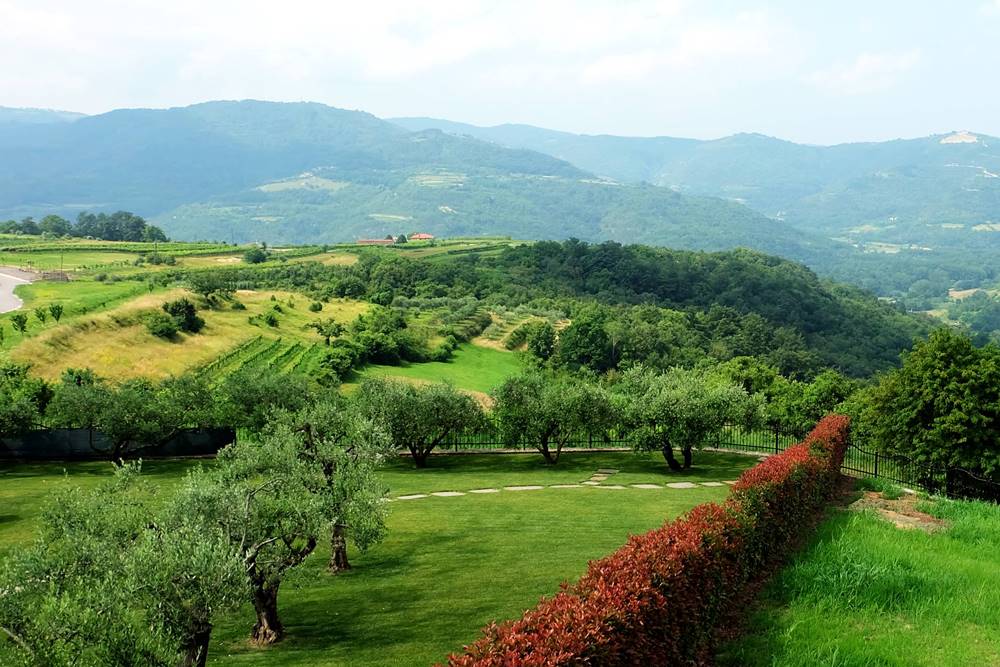Bild 17 Olivenbäume Natur Landschaft Istrien Kroatien