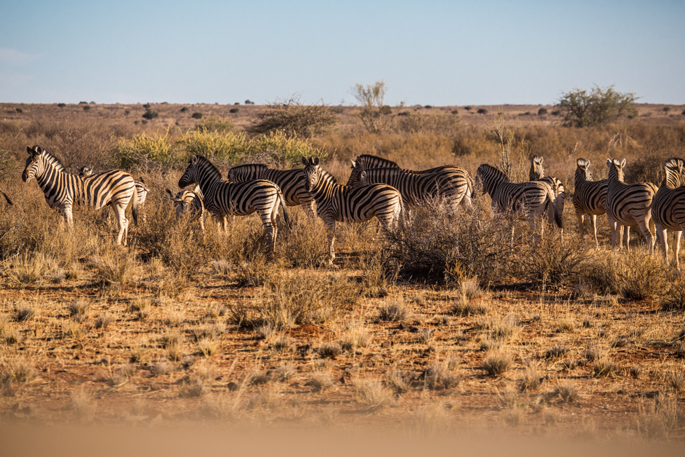 11-afrika-namibia-kalahari-wueste-zebras