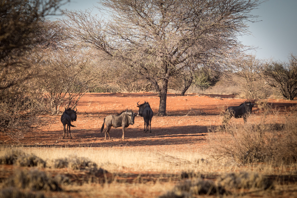 12-namibia-kalahariwueste-gnu