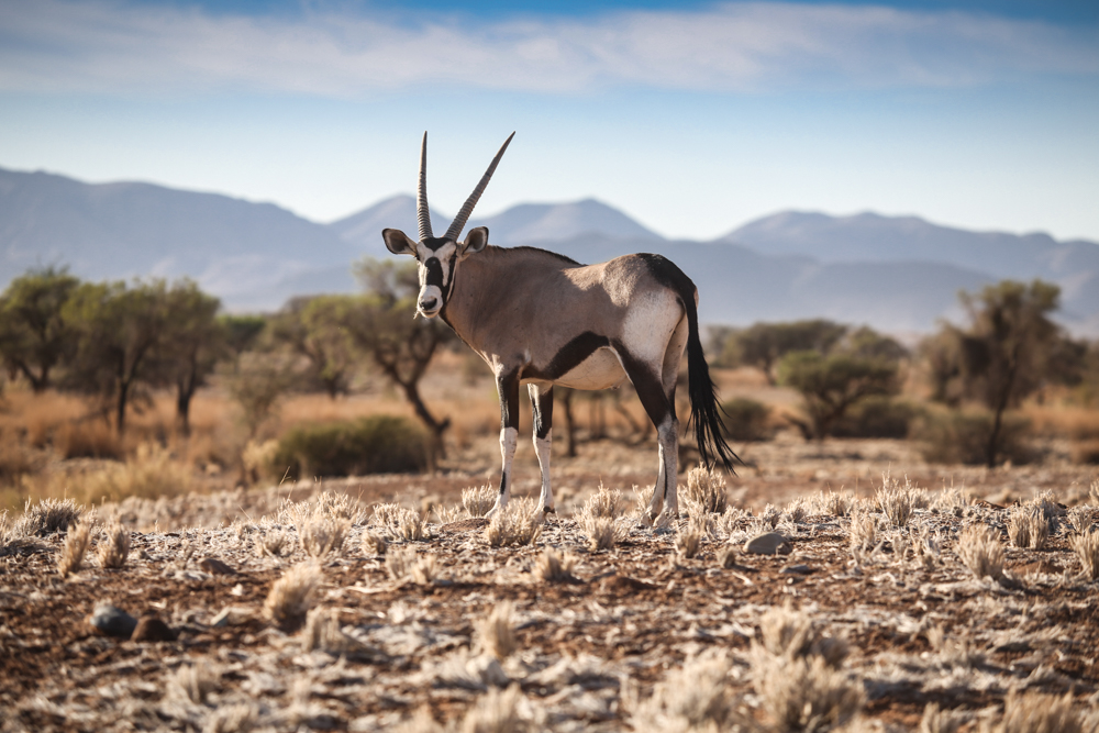 13-afrika-namibia-kalahari-wueste-oryx-antilope