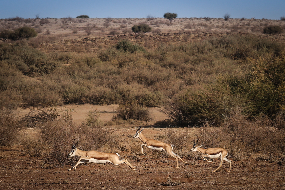 14-afrika-namibia-kalahariwueste-springbock