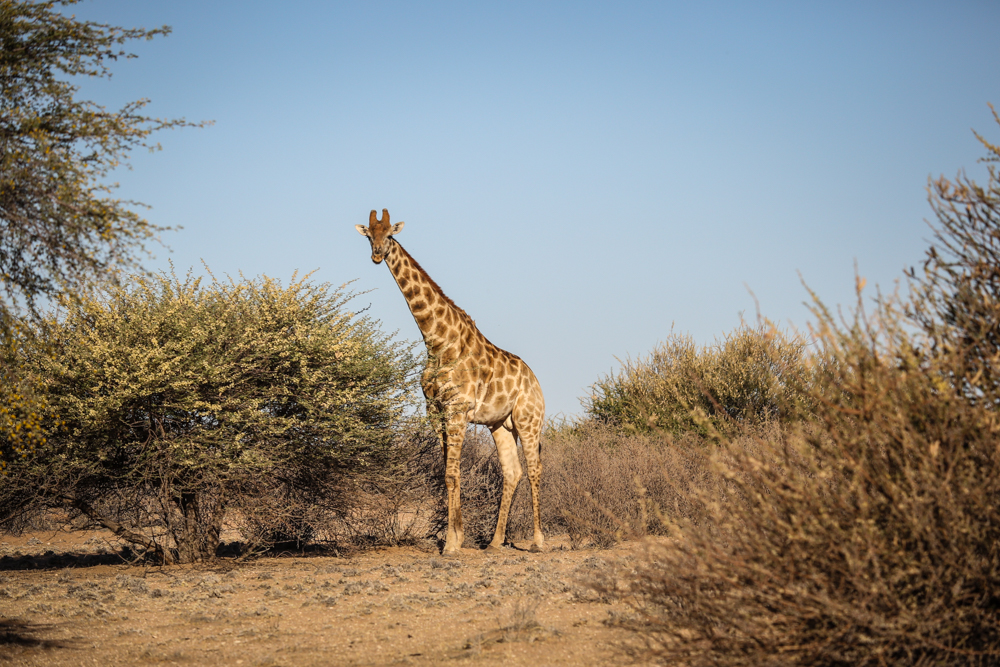 15-afrika-namibia-kalahari-wueste-giraffe