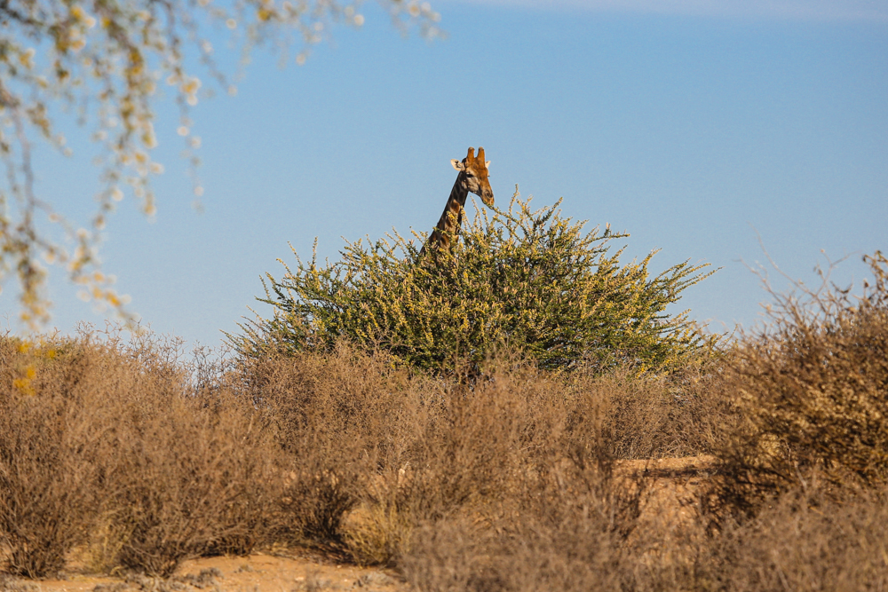 15-1-afrika-namibia-kalahari-wueste-giraffe