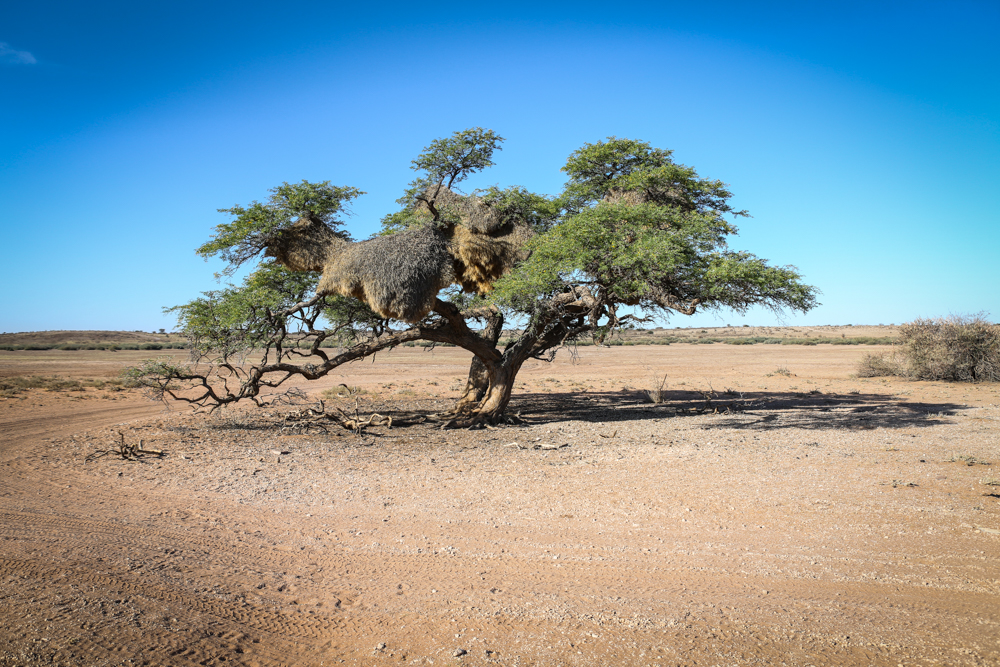 15-3-namibia-kalahari-wueste-kameldornbaum