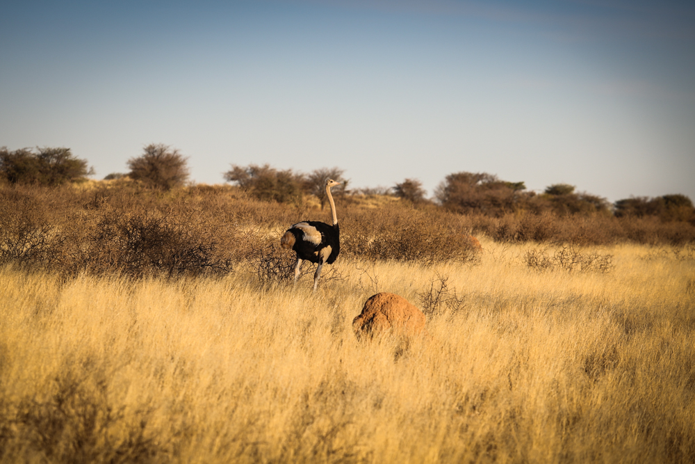 18-afrika-namibia-strauss