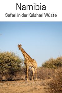 Namibia, Afrika: Safari in der Kalahari Wüste mit Zebras, Gnus & Giraffen. Fotos, Reise Inspiration und Tipps für deinen Urlaub.