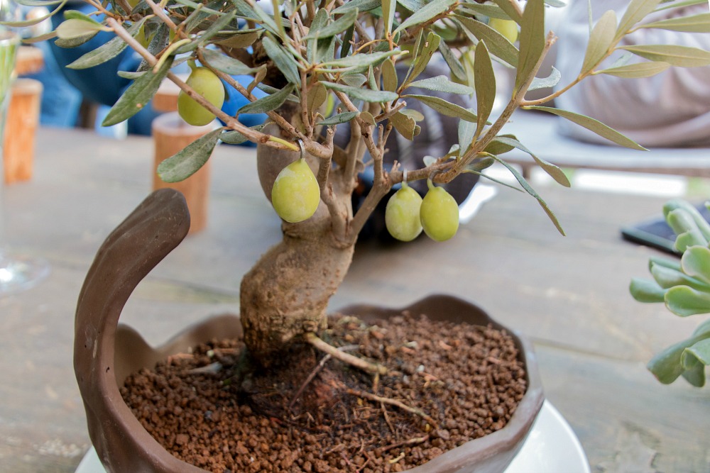 olivenbaum-el-celler-de-can-roca-appetizers-sternerestaurant-sternekueche-girona-katalonien-spanien