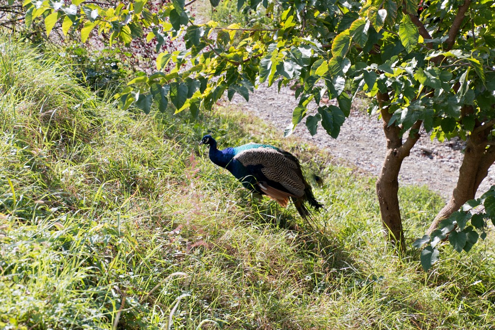 Pfau