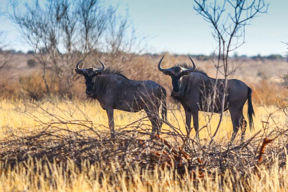 Gnus in Namibia