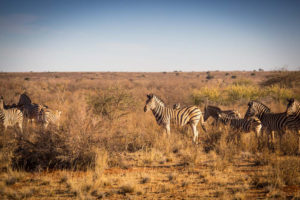 Safari: Zebras in Namibia