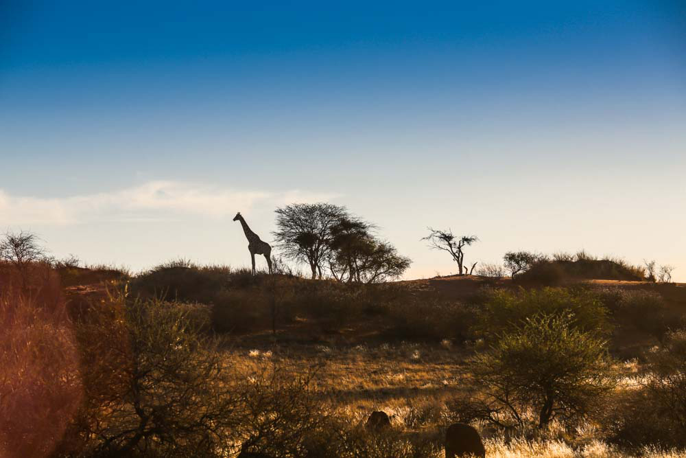 Giraffe in Namibia, Afrika