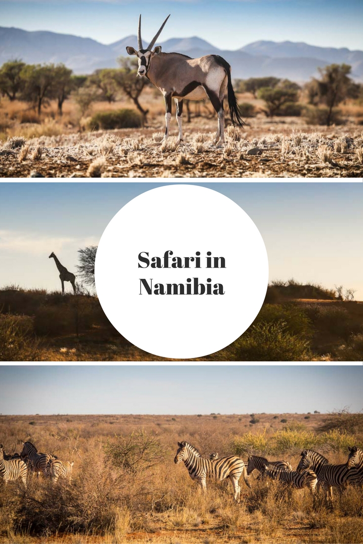Safari in Namibia, Afrika: In der Kalahari oder Namib Wüste könnt ihr Oryx, Giraffen oder Zebras sehen. Lest mehr im Reiseblog!