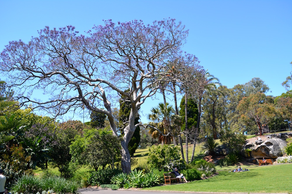 Botanischer Garten in Sydney, Australien