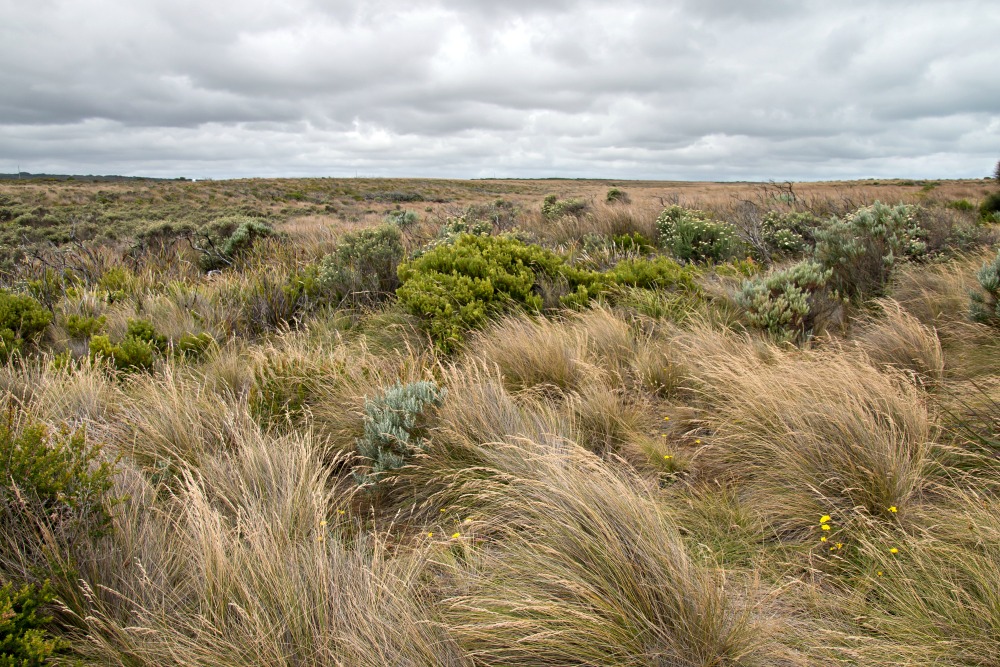 Gras an der Great Ocean Road