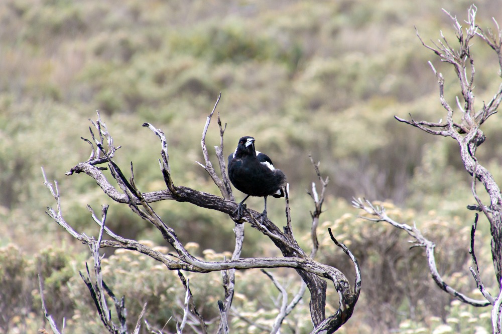 Vogel in Australien