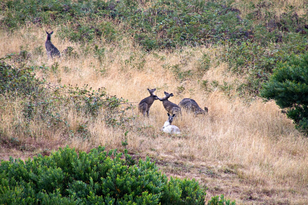 Kängurus bei der Great Ocean Road