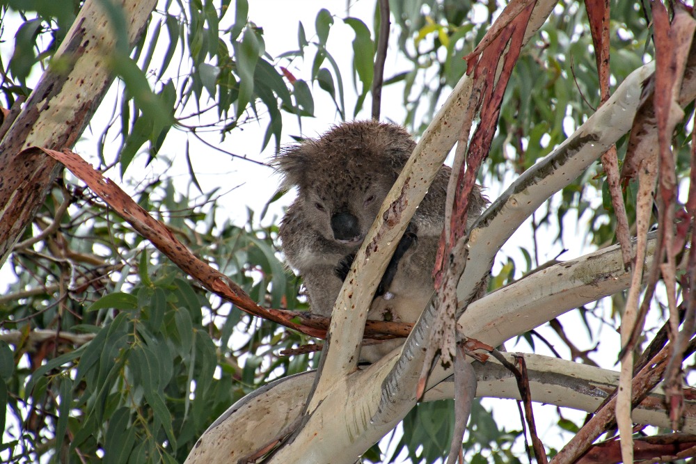 Koala bei der Great Ocean Road