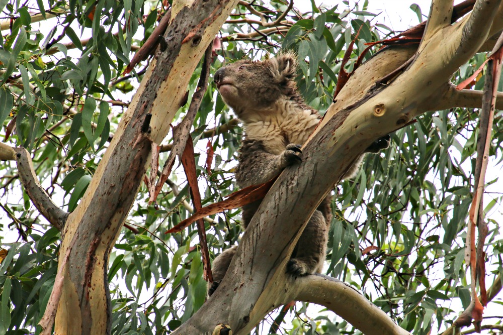 Koala in Australien