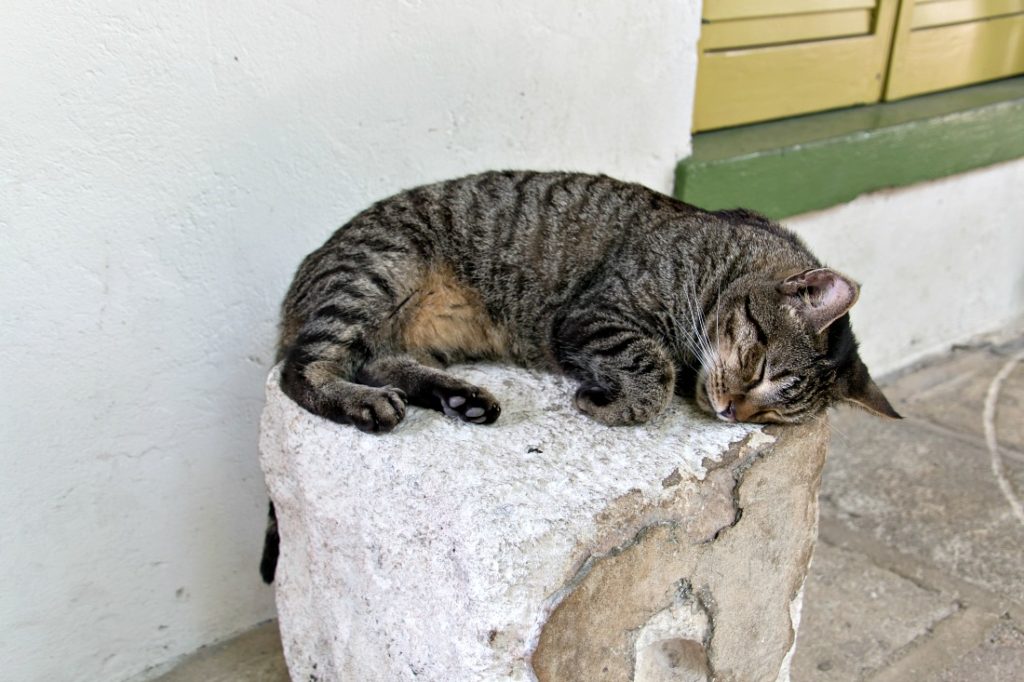 Katze am Hemingway House