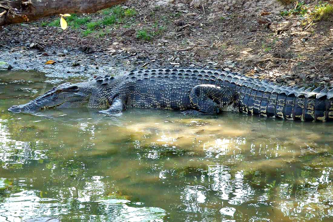 Krokodil in Australien