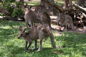 Kängurus in Australien