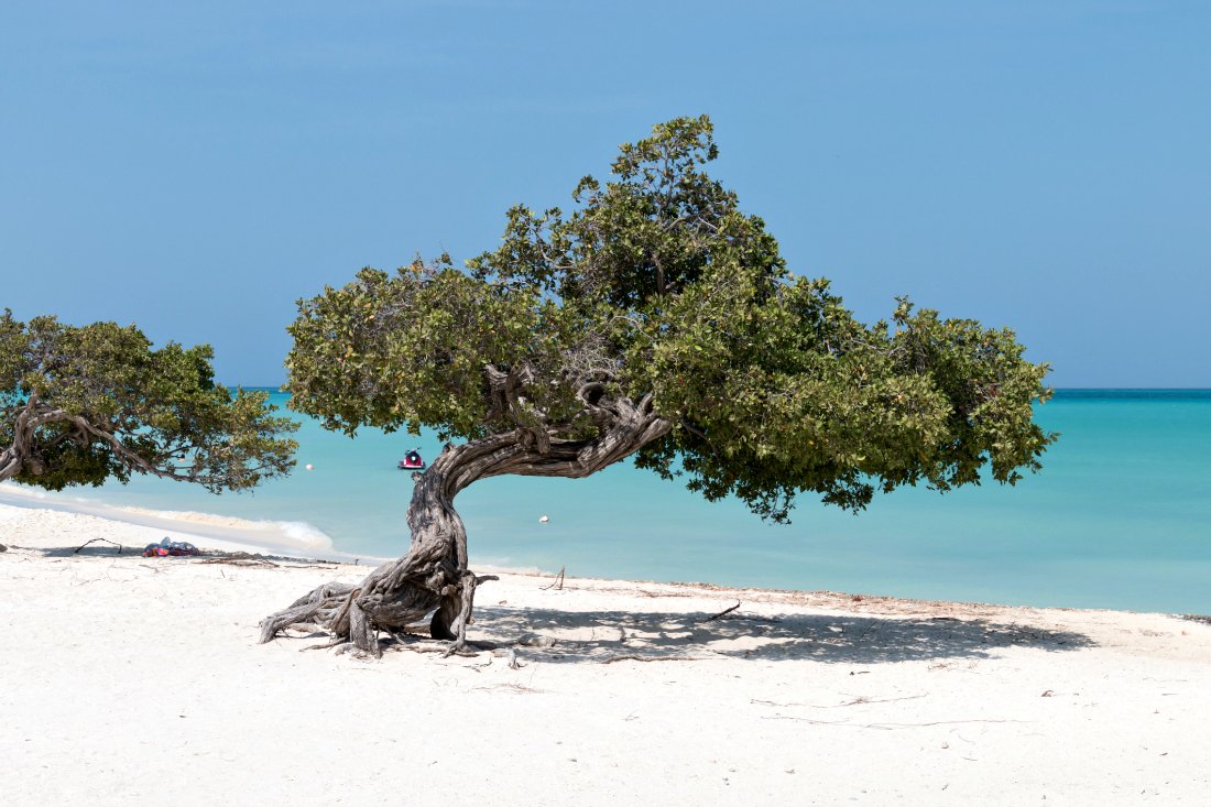 Divi Divi Tree op Aruba