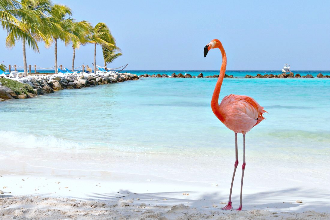 Flamingo op het strand van Aruba