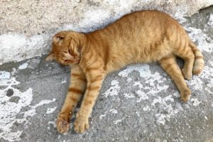 Katze auf Santorini
