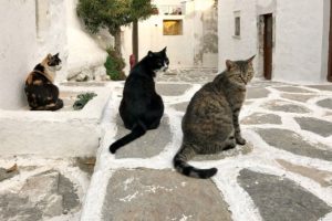 Katzen auf Paros Griechenland