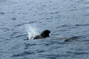 Delfin bei Teneriffa