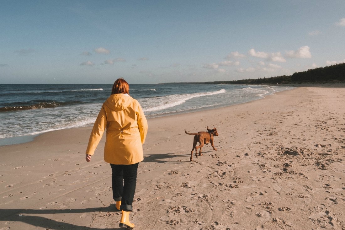 Reisen mit Vizsla