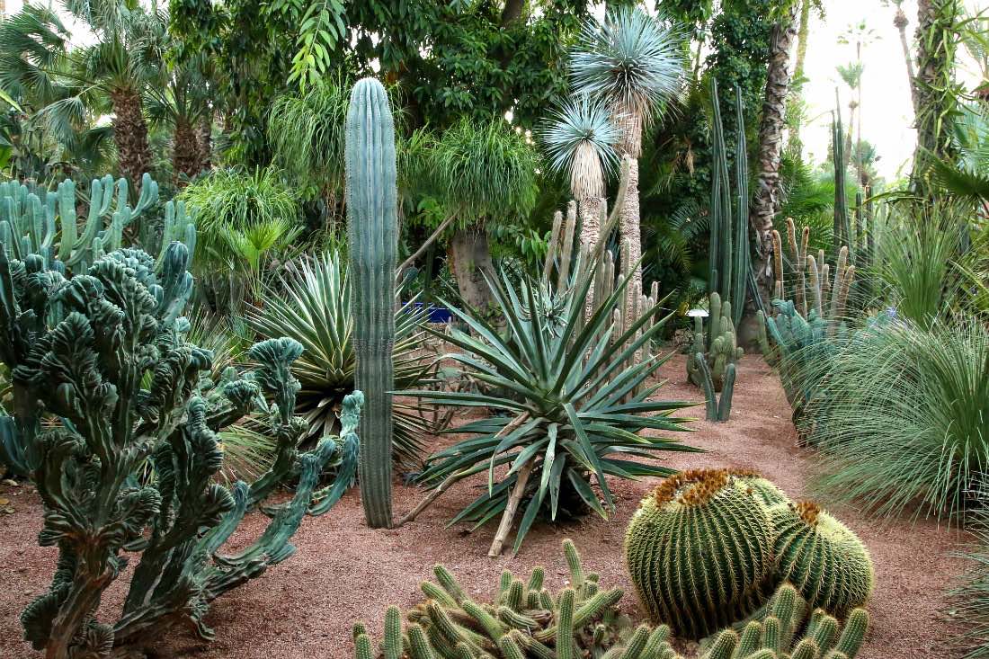 Jardin Majorelle in Marrakesch