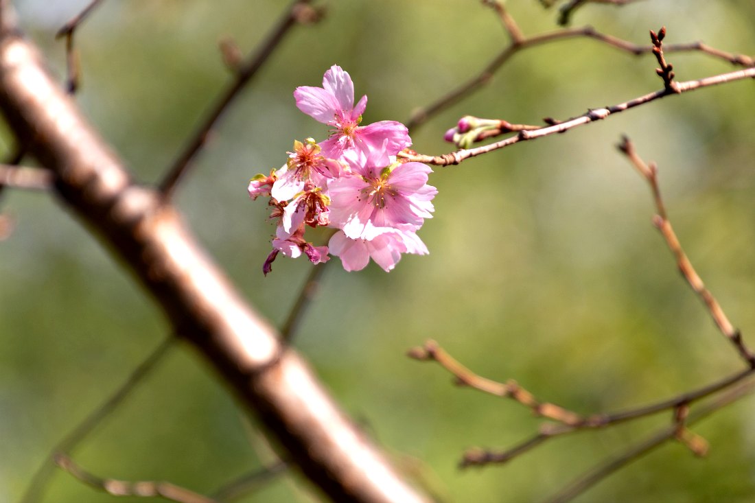 Kirschblüte in Tokio