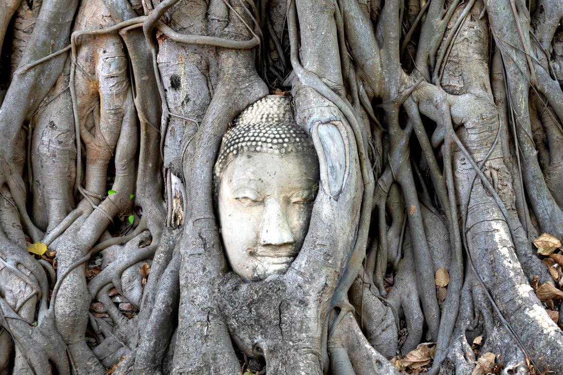 Wat Mahathat mit Buddha Kopf im Baum - Ayutthaya Tagestour von Bangkok aus