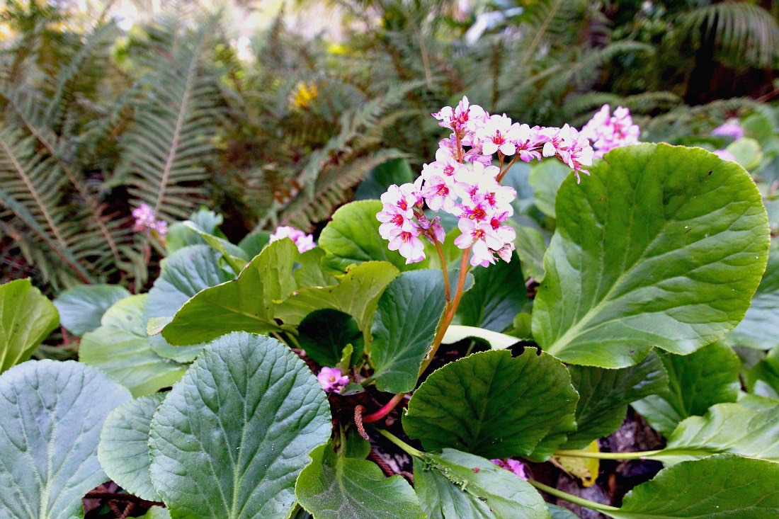 Sintra Quinta da Regaleira Garten