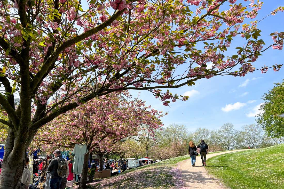 Der Bonner Trödelmarkt zur Kirschblütenzeit im April