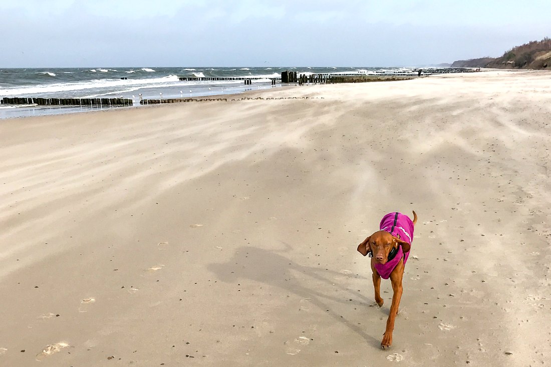 Hondenjas winter hondenstrand