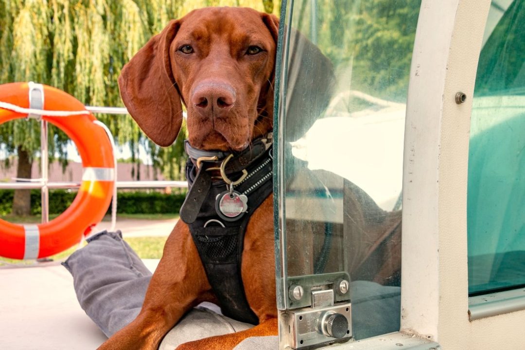 Hausboot Urlaub mit Hund in Frankreich kein Führerschein nötig