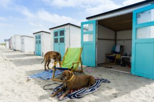 Hundeurlaub auf Texel in Holland