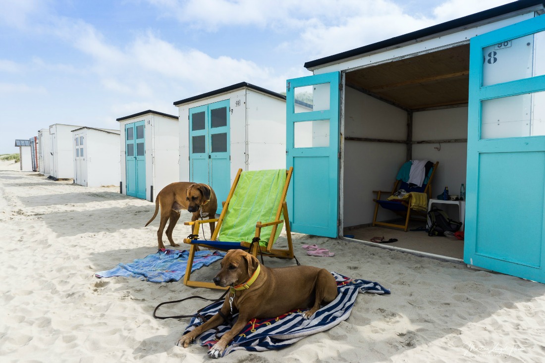 Hondenvakantie op Texel in Nederland