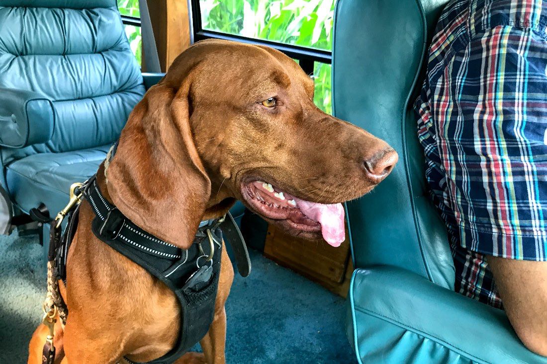 Vakantie met hond in het busje