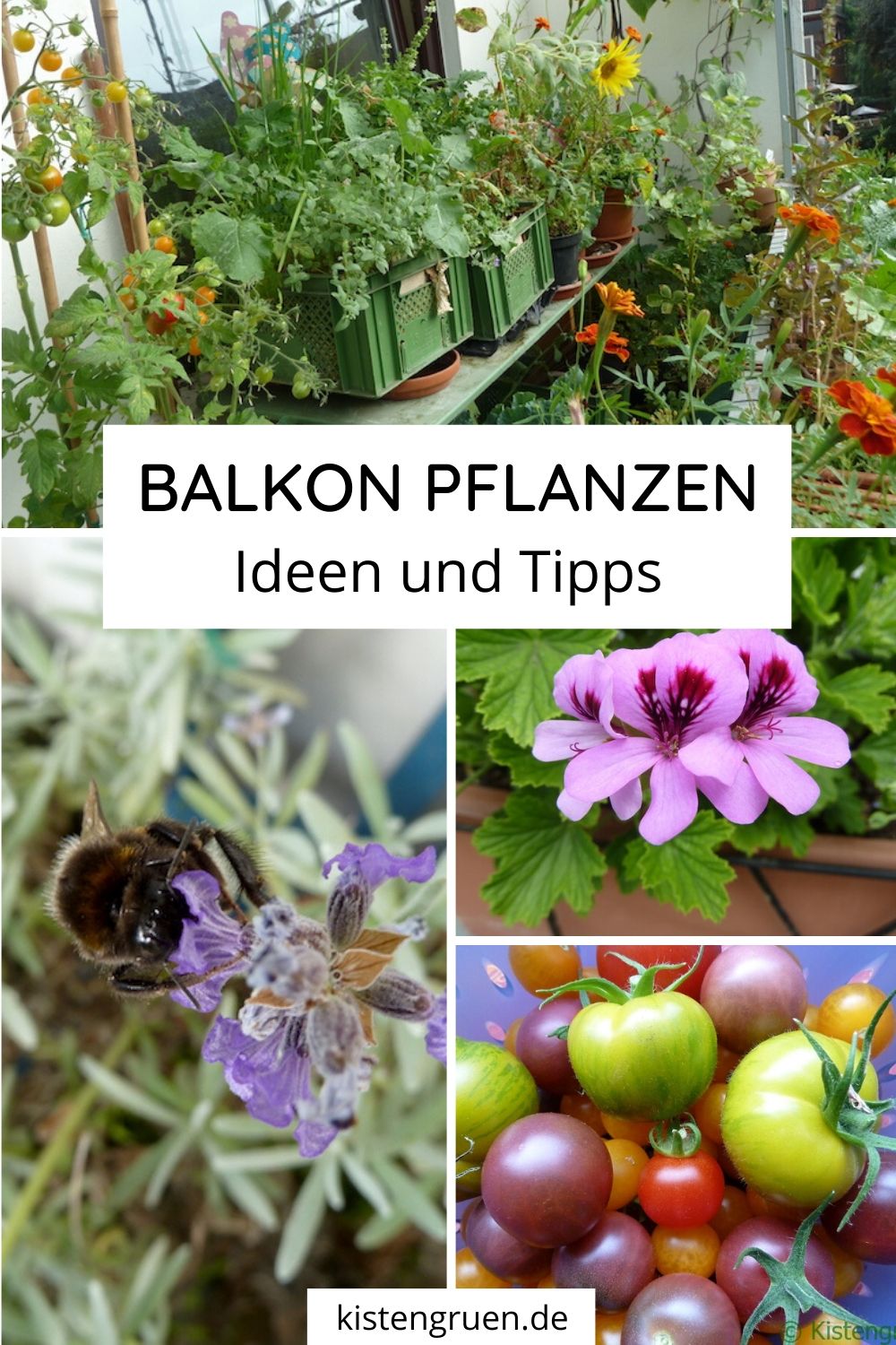 Balkon Pflanzen: Ideen und Tipps - die passenden Balkonpflanzen kaufen für Sonne oder Schatten und die richtige Pflege für Topfpflanzen, Kräuter, Obst oder Gemüse. / Balkon Ideen / Balkon Ideen Pflanzen / Balkon gestalten / Balkonpflanzen Ideen / Terrasse Pflanzen / Dachgarten gestalten / Balkongarten / Gärtnern auf kleinem Raum